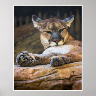Póster Desert Monarch: The Resting Cougar