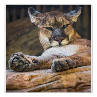 Póster Desert Monarch: The Resting Cougar