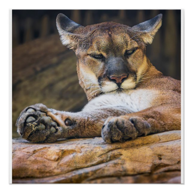 Póster Desert Monarch: The Resting Cougar (Anverso)