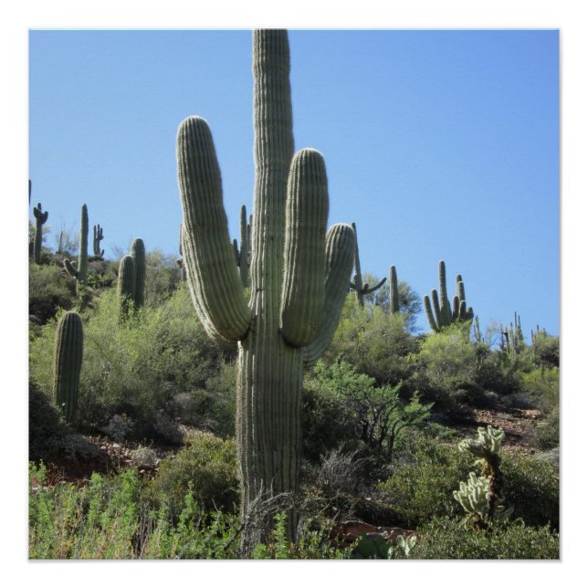 Póster Desert Saguaro (Anverso)