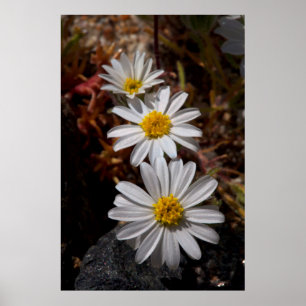 Póster Desert Star Wildflowers