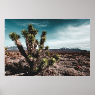 Póster Deserts Cholla Cactus