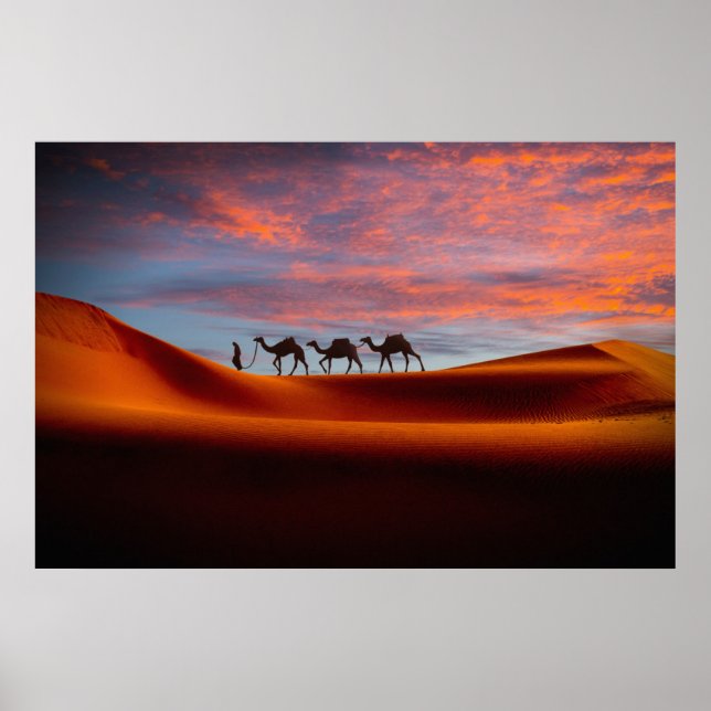 Póster Deserts | Man & Camels in the Sand Dunes (Frente)