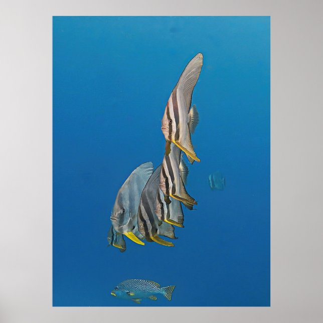 Póster Desfile de los peces (Frente)