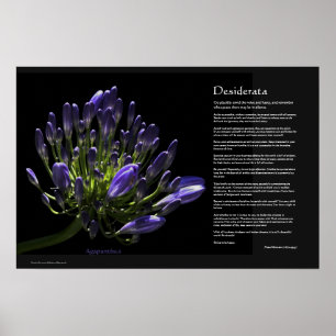 Póster Desiderata - Agapanthus, African Lily
