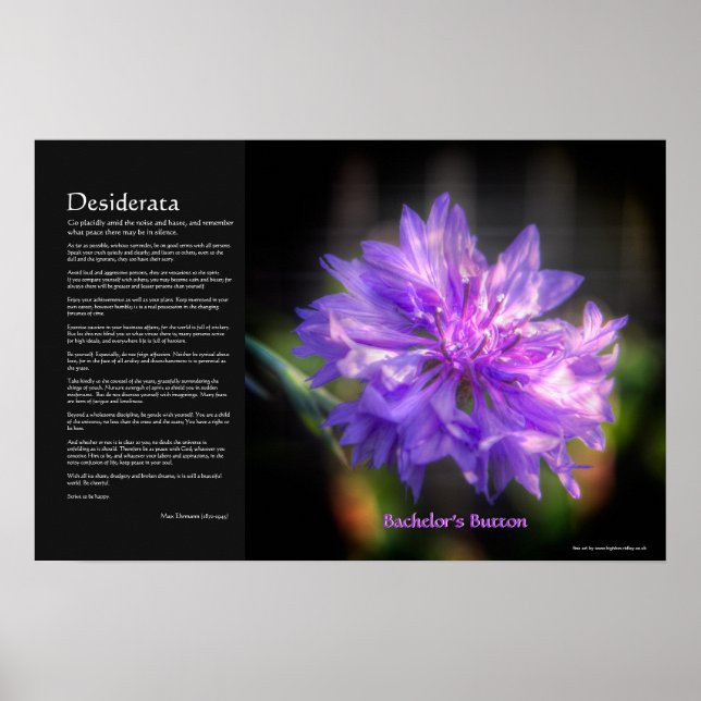 Póster Desiderata - Cornflower botón de soltero (Frente)