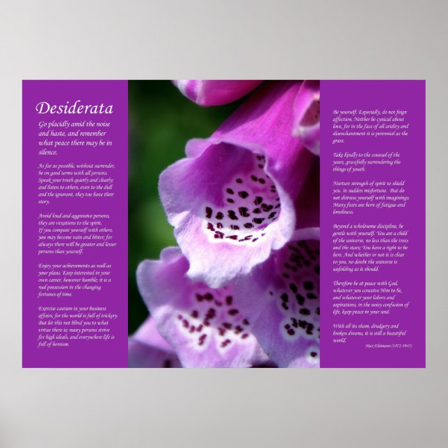 Póster Desiderata - Purple Foxglove (Frente)