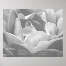 Póster Desiderata - Rosa de textura satinada en blanco y 