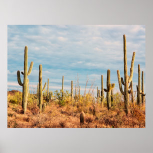 Póster Desierto con cactus de Saguaro