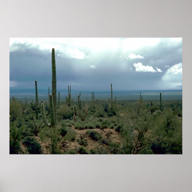 Póster Desierto de Arizona y Cactus (Frente)