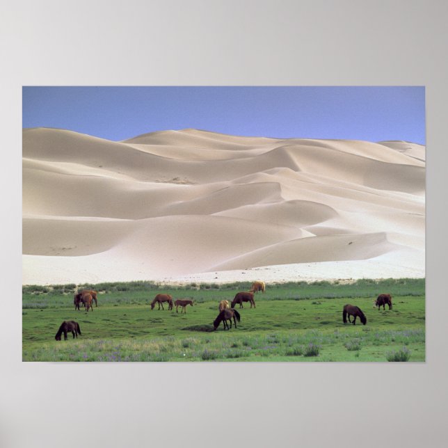 Póster Desierto de Gobi | Caballos Salvajes (Frente)