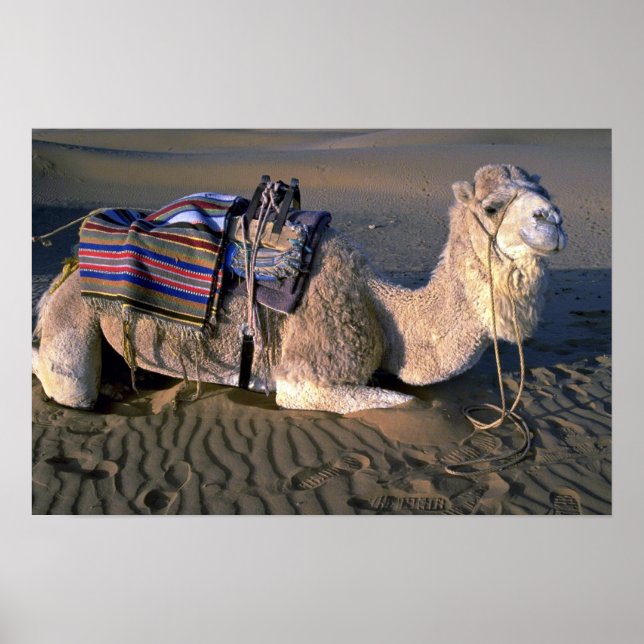 Póster Desierto del Sahara cerca de Merzouga, Marruecos (Frente)