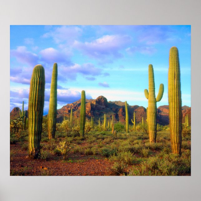 Póster Desierto en primavera (Frente)