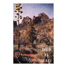 Desierto silvestre Cactus Explorar Naturaleza