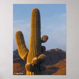 Póster Desierto Sunlit Saguaro
