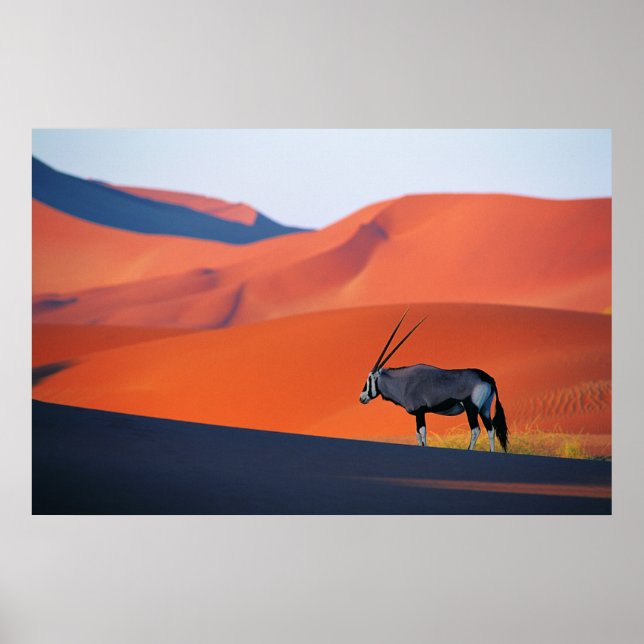 Póster Desiertos | Namib Desert Oryx (Frente)