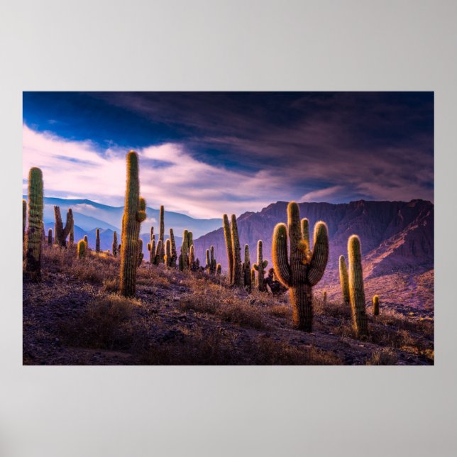 Póster Desiertos | Paisaje Cactus Argentina (Frente)