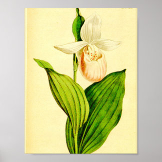 Póster Deslizador de dama blanca y rosa