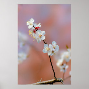 Póster Deslumbrantes florecientes de albaricoque japonés