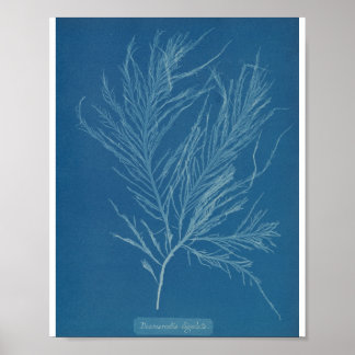 Póster Desmarestia ligulata por Anna Atkins