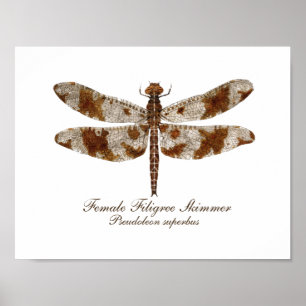 Póster Desnatadora afiligranada femenina daronfly