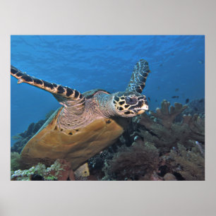Póster Despegando tortuga