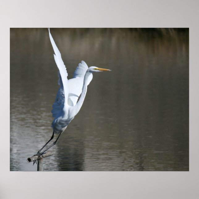Póster "Despegar", Gran Egret (Frente)