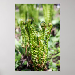 Póster Despertando helecho joven en el jardín