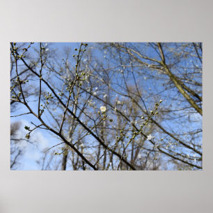 Póster Despertar de primavera