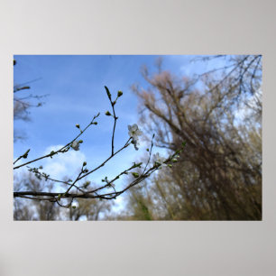 Póster Despertar de primavera