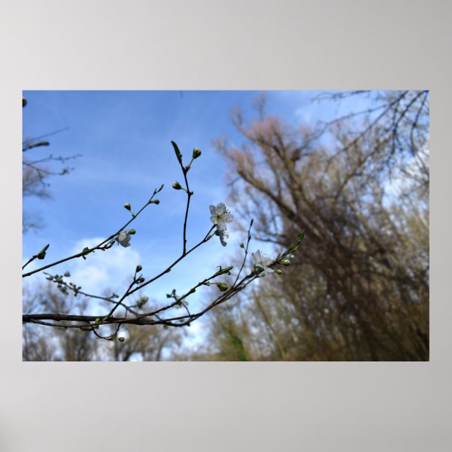 Póster Despertar de primavera (Frente)