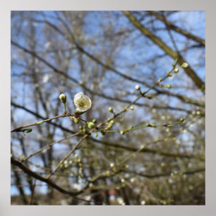 Póster Despertar de primavera