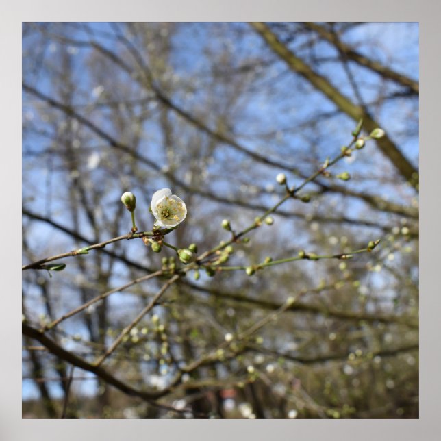 Póster Despertar de primavera (Frente)