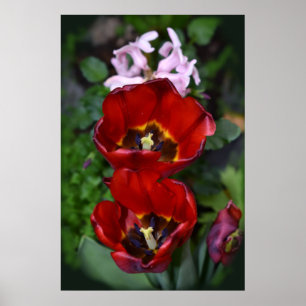 Póster Despertar de primavera, Tulipanes