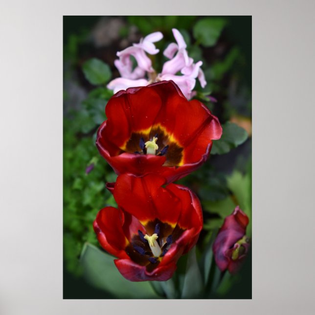 Póster Despertar de primavera, Tulipanes (Frente)