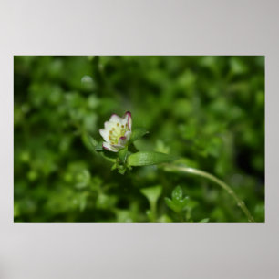 Póster Despertar la primavera, sólo un poco de florecimie