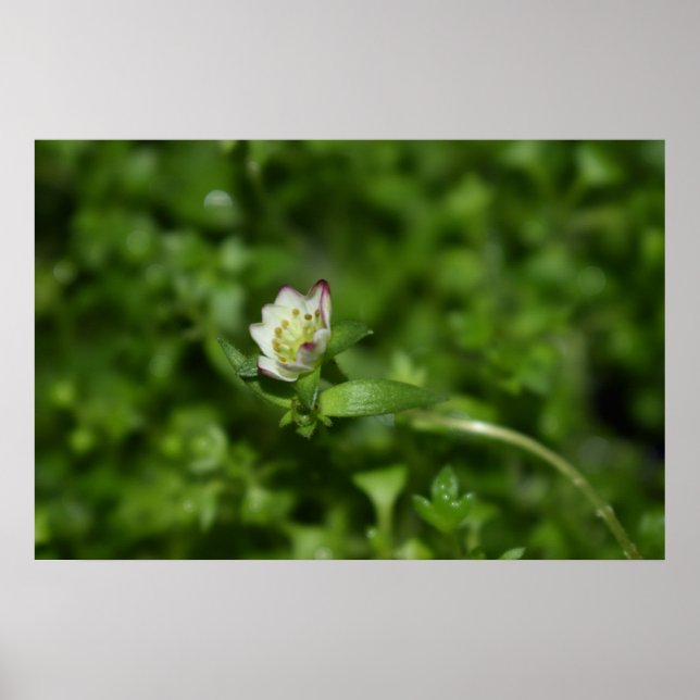 Póster Despertar la primavera, sólo un poco de florecimie (Frente)