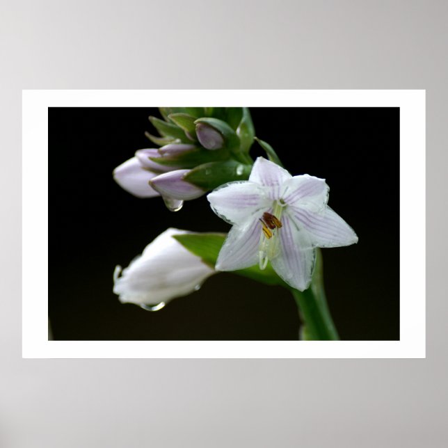 Póster Después de la lluvia (Frente)