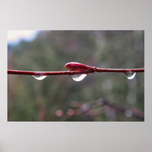 Póster Después de la Lluvia