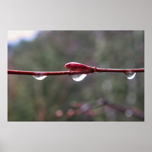 Póster Después de la Lluvia (Frente)