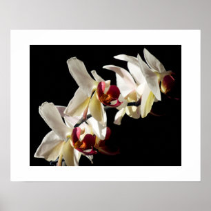 Póster Destacados florales de orquídeas Phalaenopsis blan