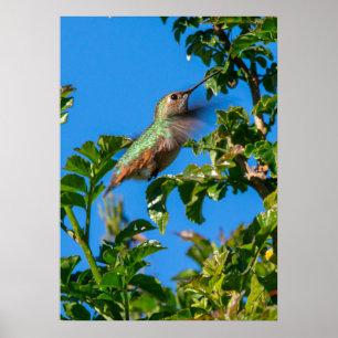 Póster Destello Esmeralda: Colibrí en Movimiento