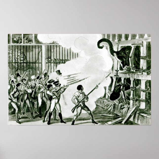 Póster Destruction of the Furious Elephant at Exeter (Frente)