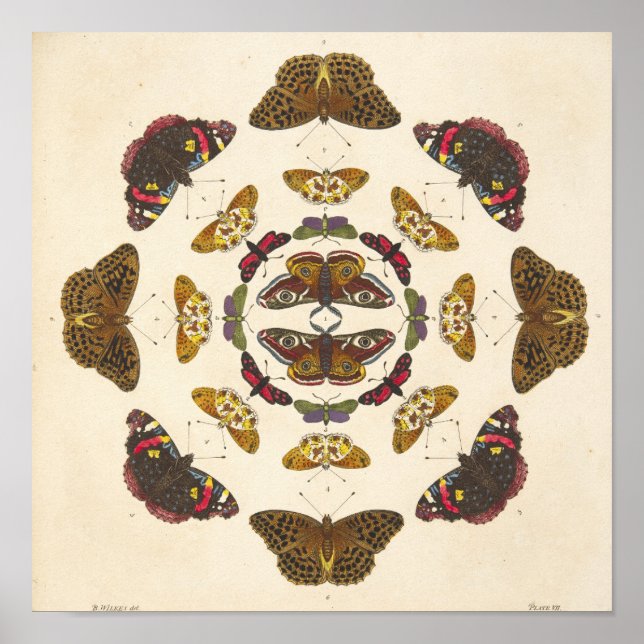 Póster Detalle de la placa VII (Frente)