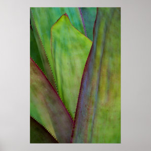 Póster Detalle de la planta de agave