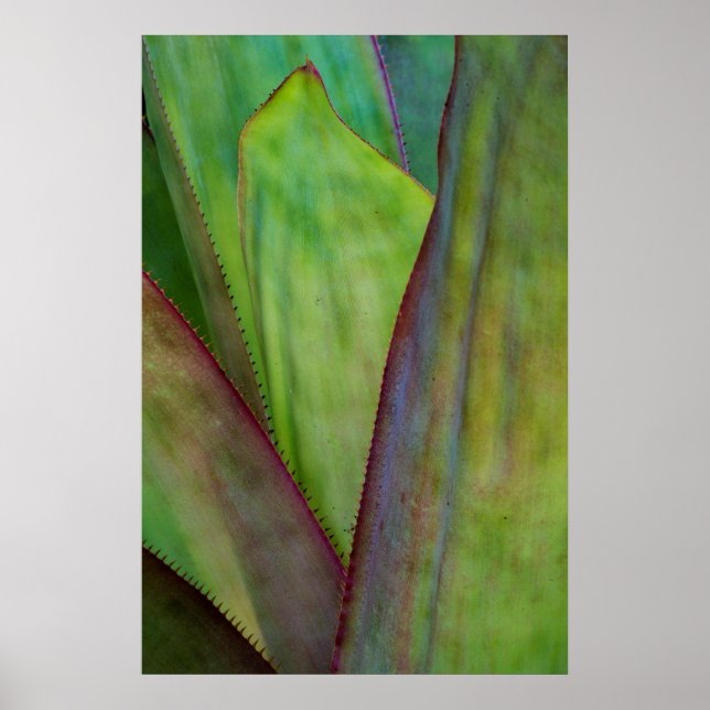 Póster Detalle de la planta de agave (Frente)