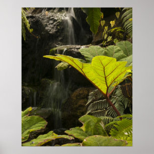 Póster Detalle de planta en un jardín botánico, Ecuador