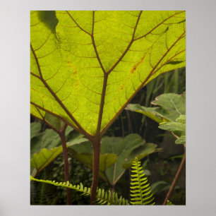 Póster Detalle de planta en un jardín botánico, Ecuador 2