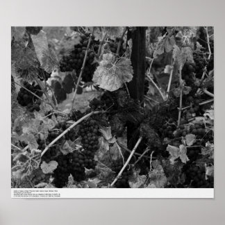 Póster Detalle de uvas, viña Draper, Napa, 1966
