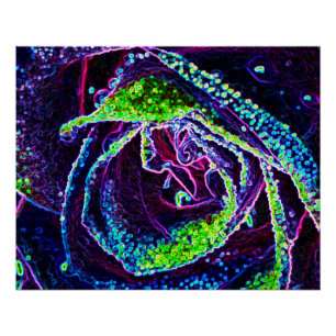 Póster Detalle gráfico de rosa negra blanca azul y verde